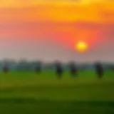 Captivating view of Al Habtoor Polo fields under a vibrant sunset