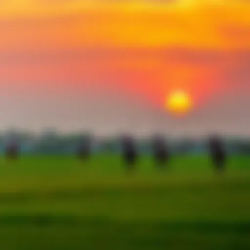 Al Habtoor Polo Fields at Sunset Captivating view of Al Habtoor Polo fields under a vibrant sunset
