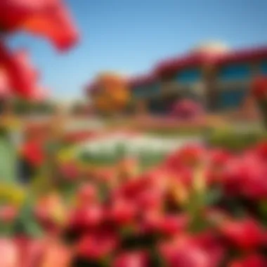 A stunning view of the Dubai Miracle Garden showcasing vibrant floral displays.