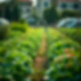 Lush greenery of a farm garden in Emaar community